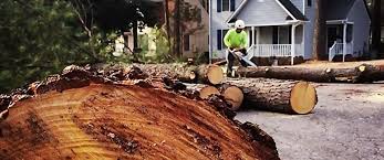 Best Tree Risk Assessment  in Ardmore, TN