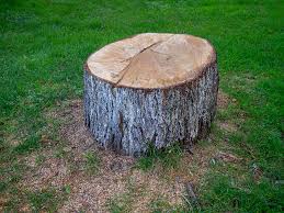 Best Tree Removal  in Ardmore, TN