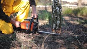 Best Firewood Processing and Delivery  in Ardmore, TN