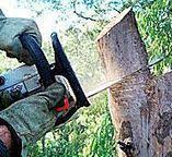Best Leaf Removal  in Ardmore, TN