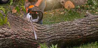 Best Seasonal Cleanup (Spring/Fall)  in Ardmore, TN