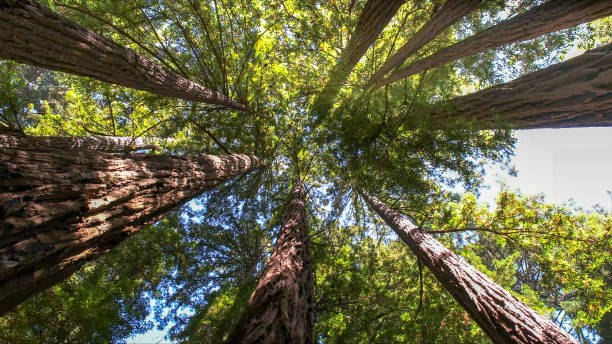 Trusted Ardmore, TN Tree Removal Experts