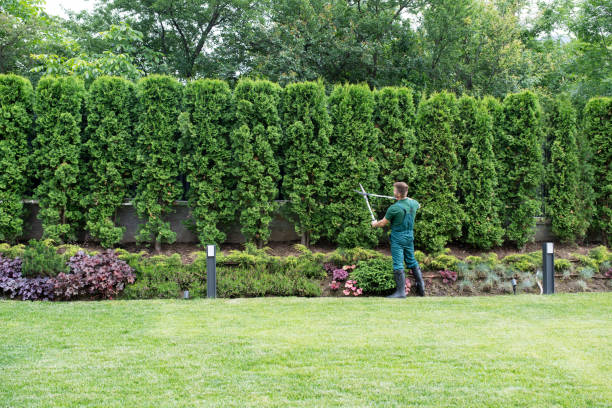  Ardmore, TN Tree Removal Pros