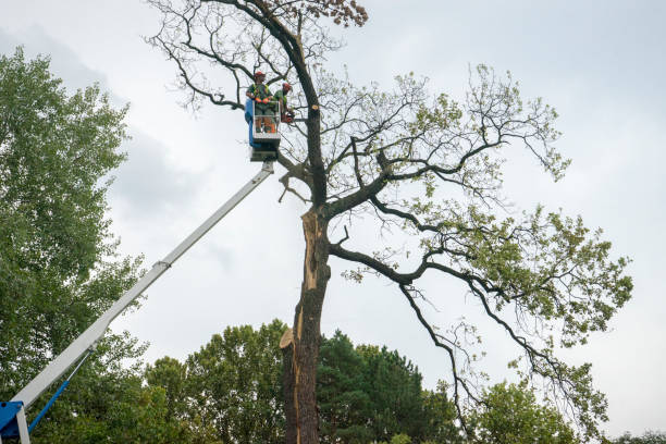 Best Arborist Consultation Services  in Ardmore, TN