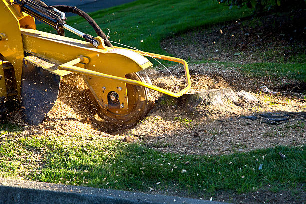 Best Utility Line Clearance  in Ardmore, TN