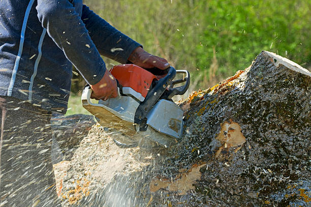Best Organic Lawn Care Solutions  in Ardmore, TN